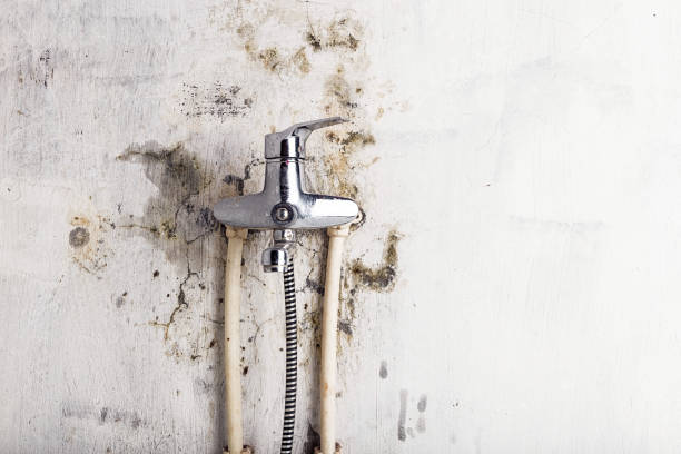 Best Mold Removal Company Near Me  in Kingman, KS