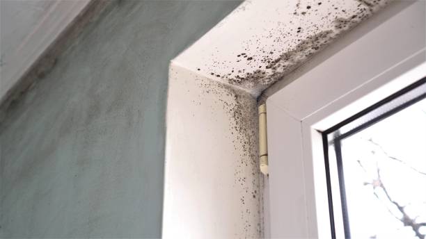 Best Attic Mold Removal  in Kingman, KS