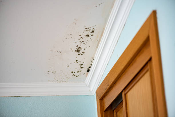 Best Same-Day Mold Removal  in Kingman, KS