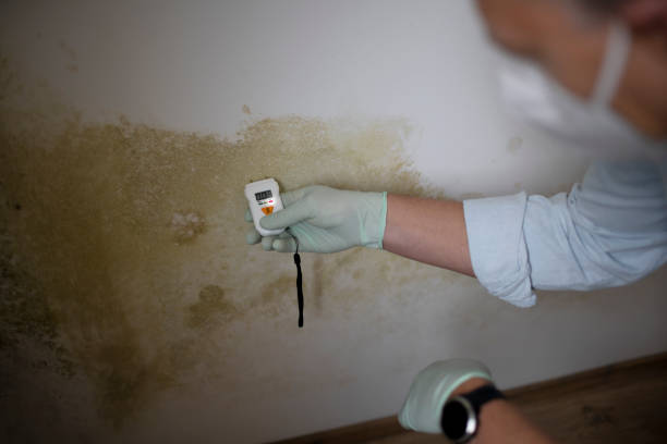 Best Commercial Mold Removal  in Kingman, KS