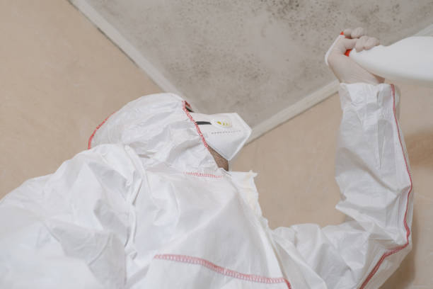 Professional Mold Removal in Kingman, KS