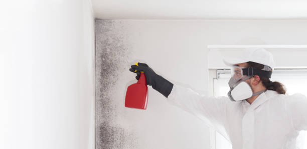 Best Professional Mold Removal  in Kingman, KS