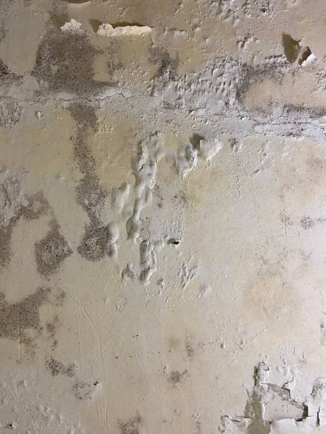 Best Best Mold Removal Companies  in Kingman, KS