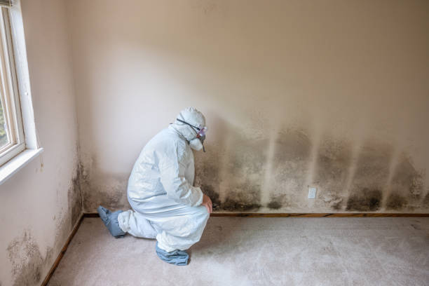 Best Mold Remediation  in Kingman, KS