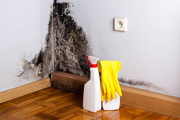 Best Certified Mold Removal  in Kingman, KS