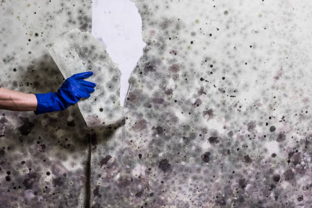 Best Mold Testing  in Kingman, KS