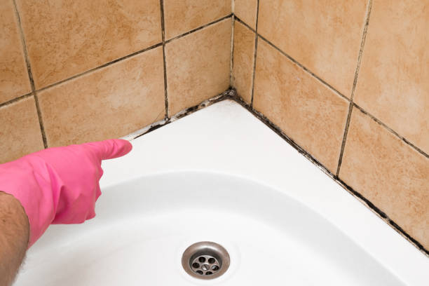 Best Mold Cleaning Services  in Kingman, KS
